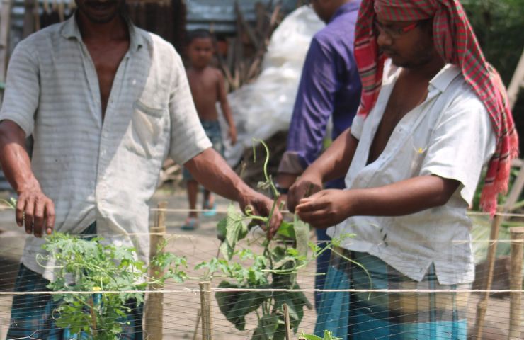 Organic vegetable production